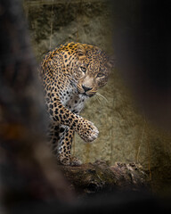 Sri Lankan Leopard