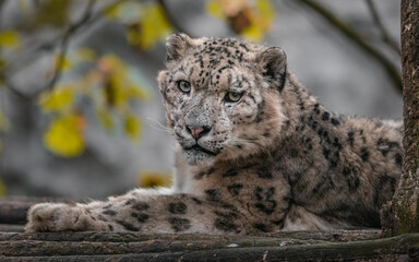 Snow leopard (Irbis)
