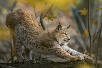 Eurasian lynx