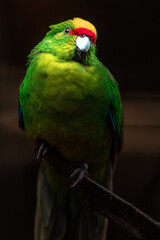 Yellow-crowned parakeet