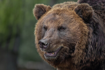 Kamchatka brown bear