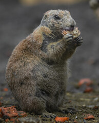 Prairie dog