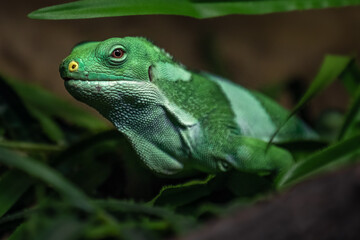 Fiji banded iguana