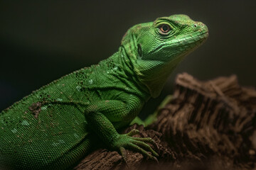 Green basilisk