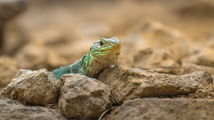 Ocellated lizard