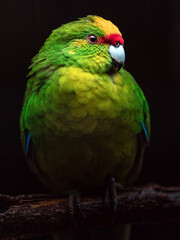 Yellow-crowned parakeet