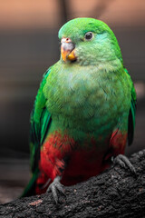 Australian king parrot
