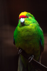 Yellow-crowned parakeet