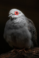 Diamond dove