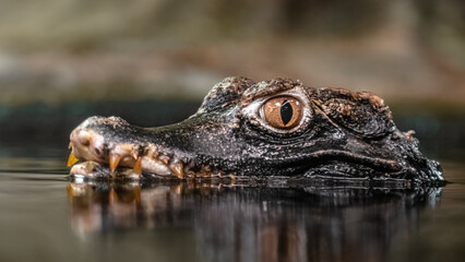 Cuvier's dwarf caiman