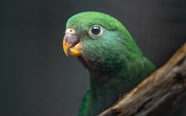 Fototapeta premium Australian king parrot