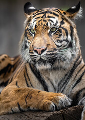 Sumatran tiger