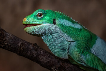 Fiji banded iguana