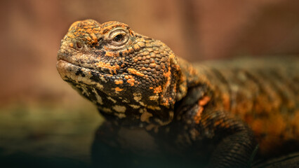 North-African Spiny-tailed Lizard