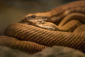 Cyclades blunt-nosed viper