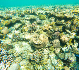 Obraz na płótnie Canvas Coral reef under sea water.