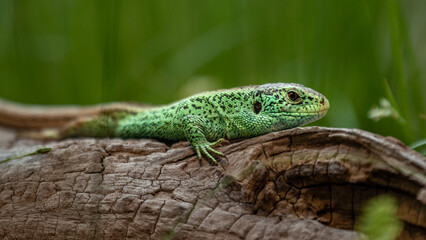 Sand lizard