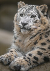 Snow leopard (Irbis)