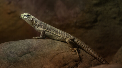 Desert iguana