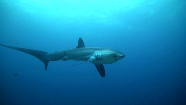 Pelagic Thresher shark (Alopias pelagicus) Swims Around at Monad Shoal - Blue Water - Philippines