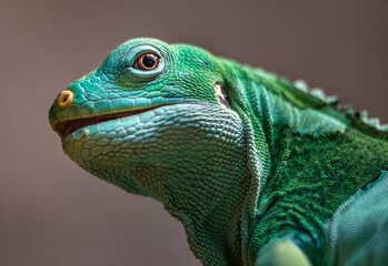 Fiji banded iguana