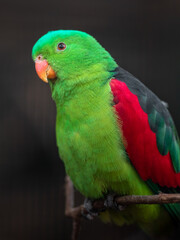 Red-winged parrot