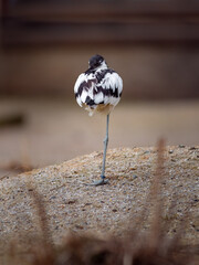 Pied avocet