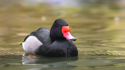 Rosy-billed pochard