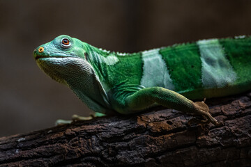 Fiji banded iguana