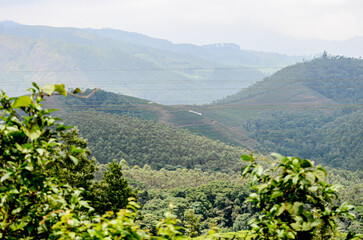 Tea Gardens at Munnar, Kerala, India