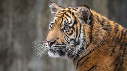 Sumatran tiger