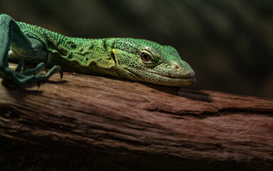 Emerald tree monitor