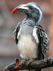 African grey hornbill