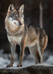 Eurasian wolf