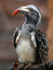 African grey hornbill