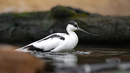 Pied avocet