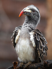 African grey hornbill