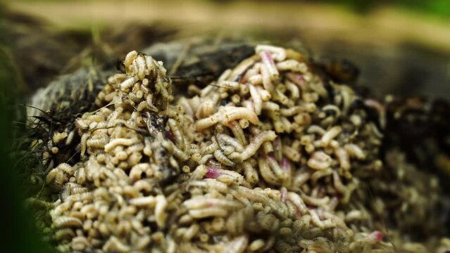 Grumble of white maggots wriggling around feasting on dead carcass in woods