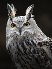 Eurasian eagle owl