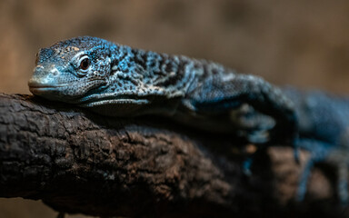 Blue-spotted tree monitor