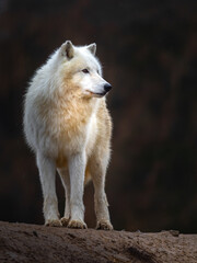 Arctic wolf