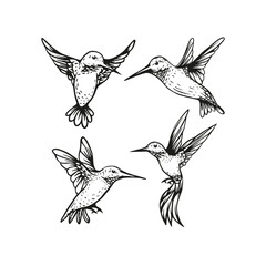 Hummingbird flying vector sketch hand drawn illustration collection
