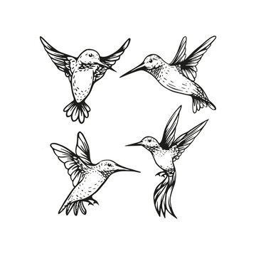 Hummingbird flying vector sketch hand drawn illustration collection
