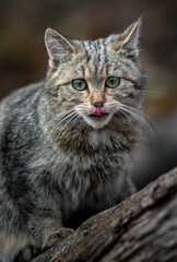 Naklejka na ściany i meble European wildcat