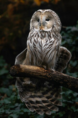 Ural owl