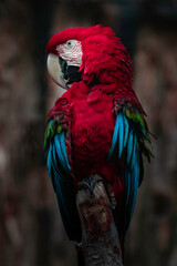 Red-and-green macaw