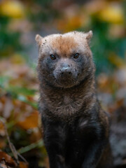 Naklejka premium Bush dog