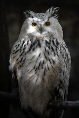 Eurasian eagle-owl