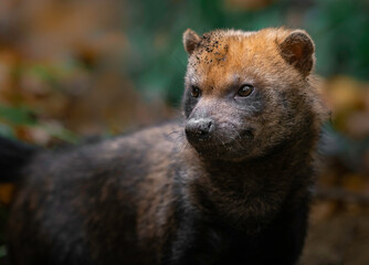 Fototapeta premium Bush dog
