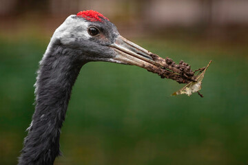 Red-crowned crane
